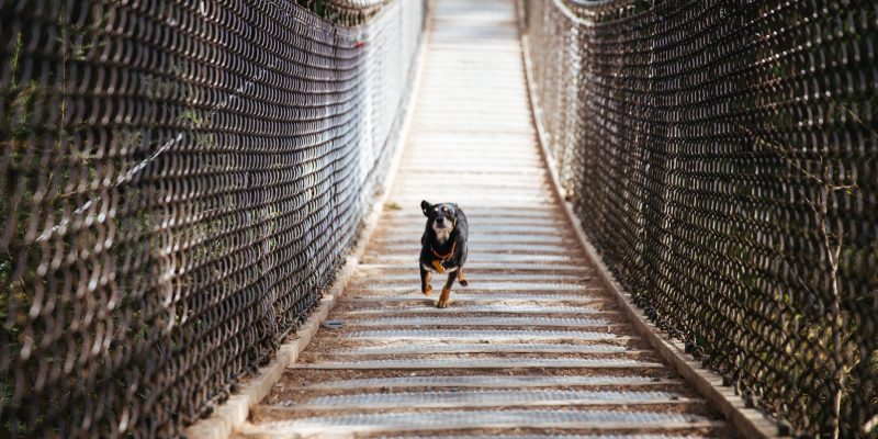 dog-runs-across-bridge_925x@2x