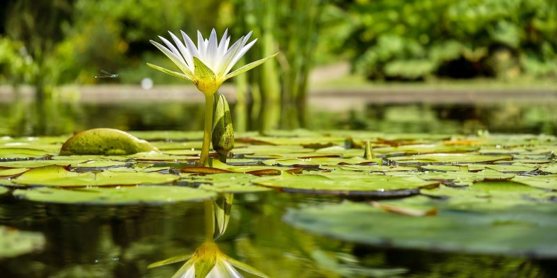 water-lily-1857350_1280